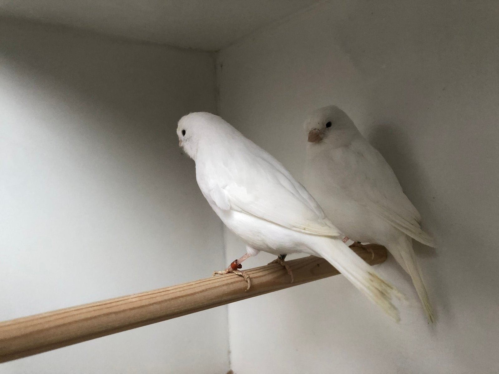 Canaris blancs, Animaux & Accessoires