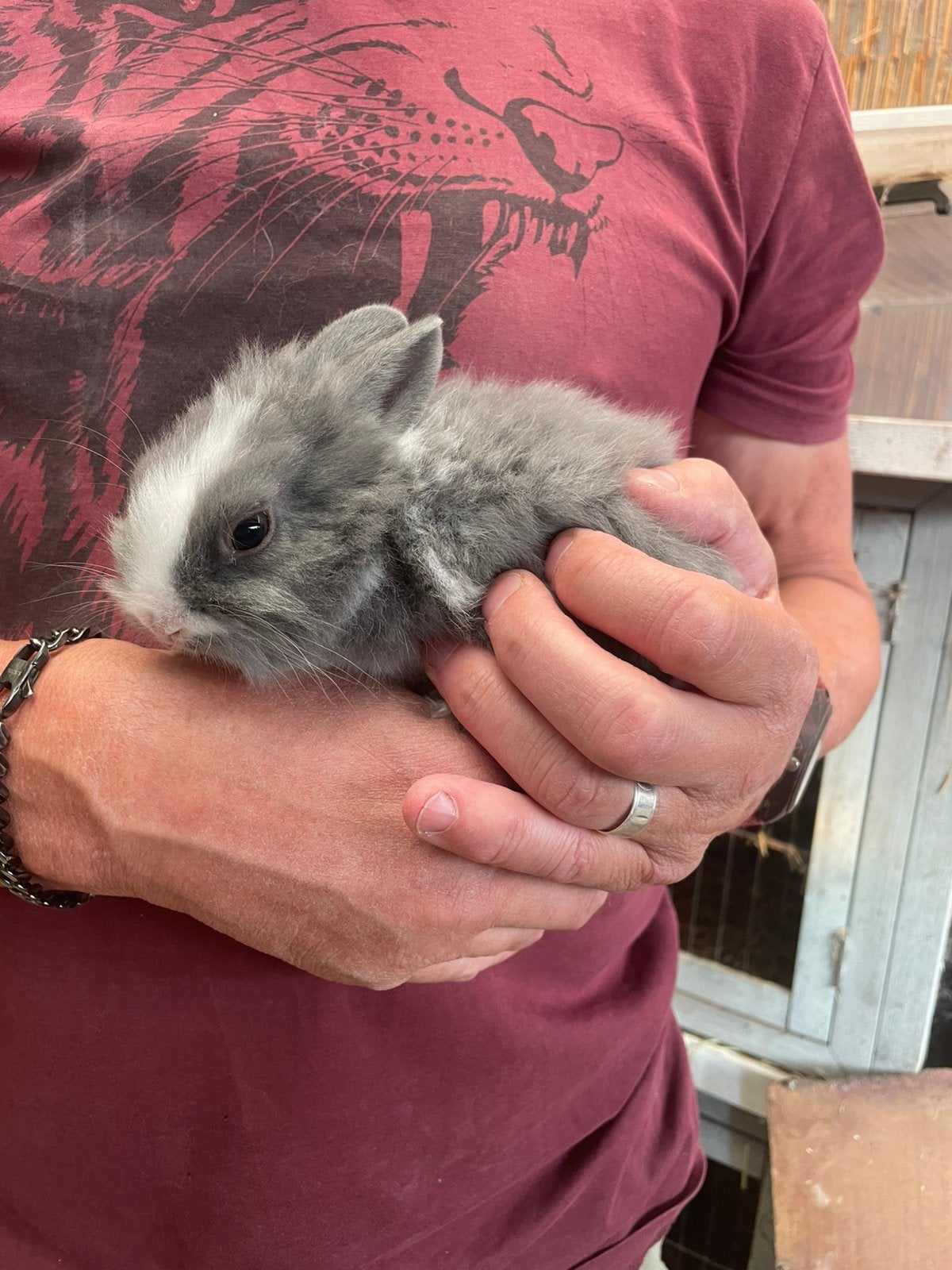 Jonge  dwergkonijntjes (leeuwenkopjes), Dieren en Toebehoren, Meerdere dieren, Dwerg, 0 tot 2 jaar