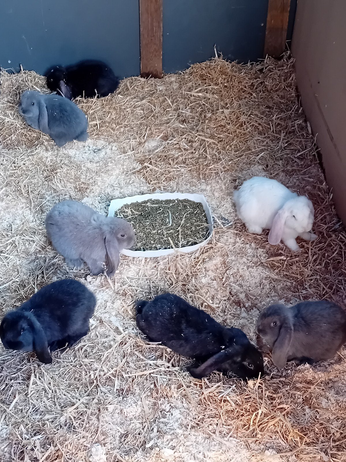 Franse hangoren, Animaux & Accessoires, Lapins, Grand, Plusieurs animaux, 0 à 2 ans, Oreilles tombantes