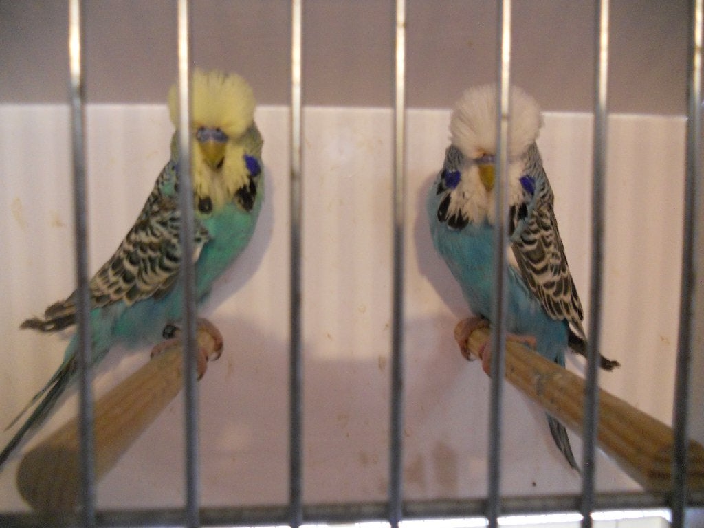 Jonge Engelse Grasparkieten 2026 Kweek Feb - Jun 2026, Plusieurs animaux, Perruche