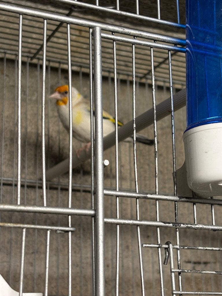 Chardonneret, Dieren en Toebehoren, Overige Dieren-accessoires, Ophalen