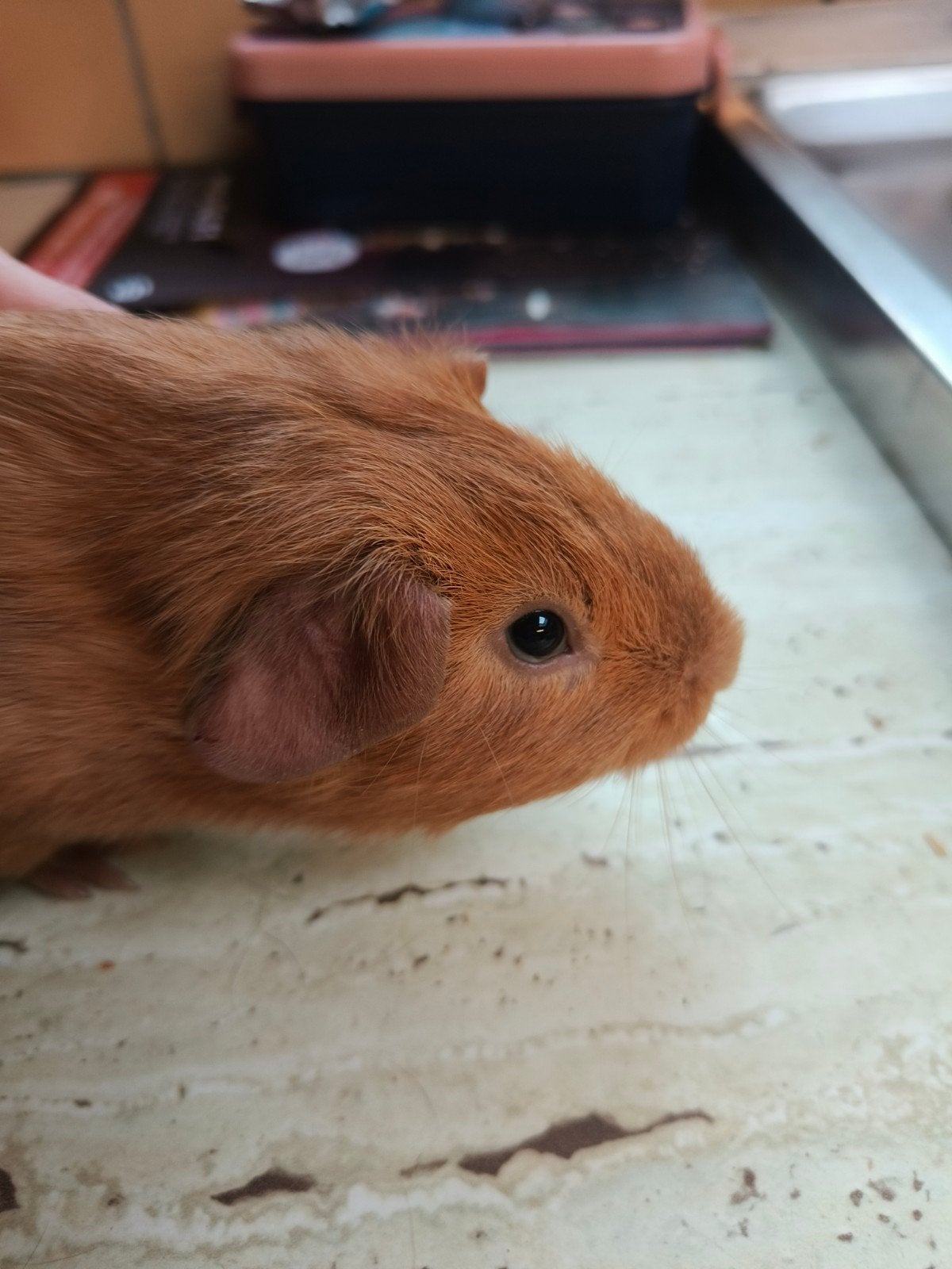 bruin jong cavia, Animaux & Accessoires, Septembre, Mâle, Cobaye