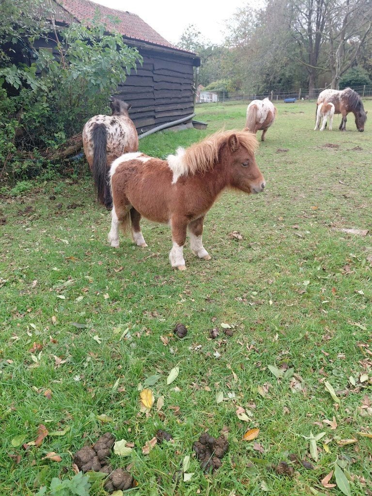 poulain pie falabella, Gechipt, Minder dan 160 cm, 0 tot 2 jaar, Hengst