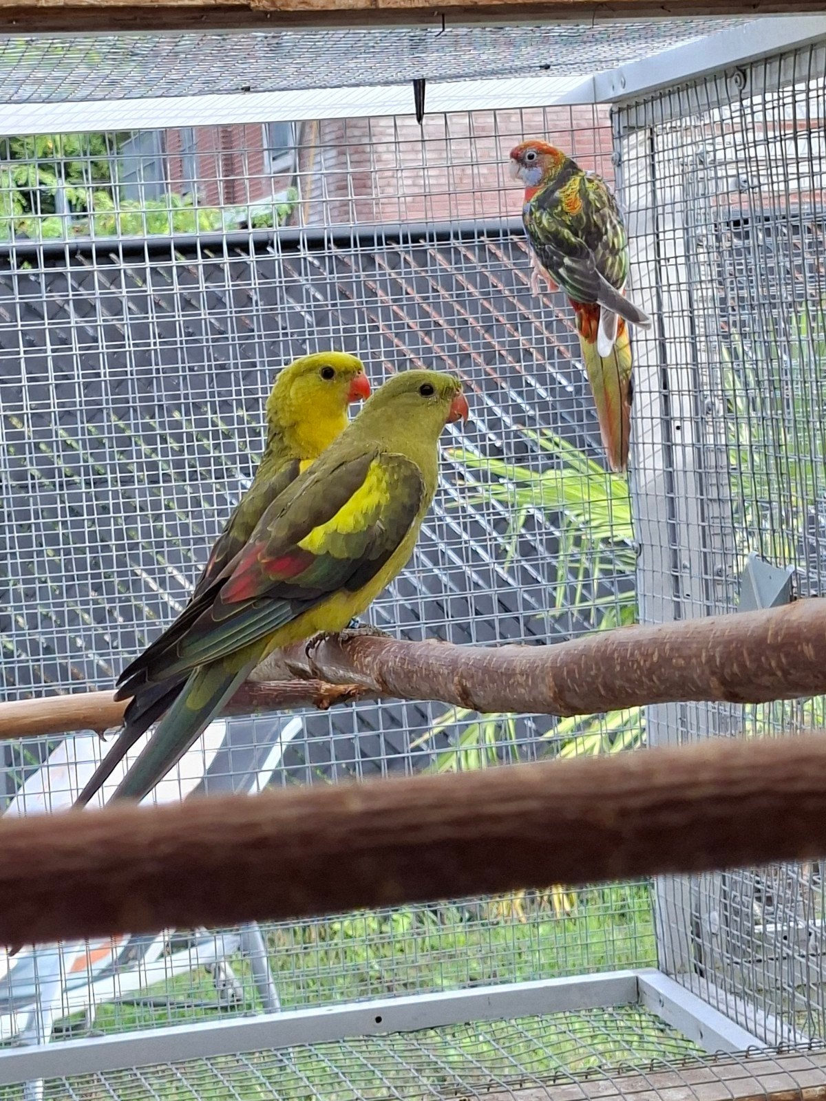 koppel bergparkieten