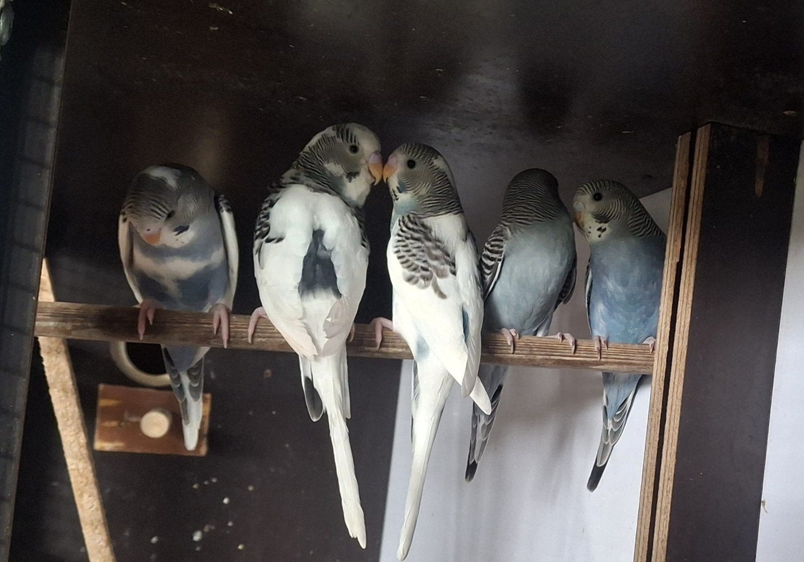 Jonge grasparkietjes, Dieren en Toebehoren, Vogels | Parkieten en Papegaaien