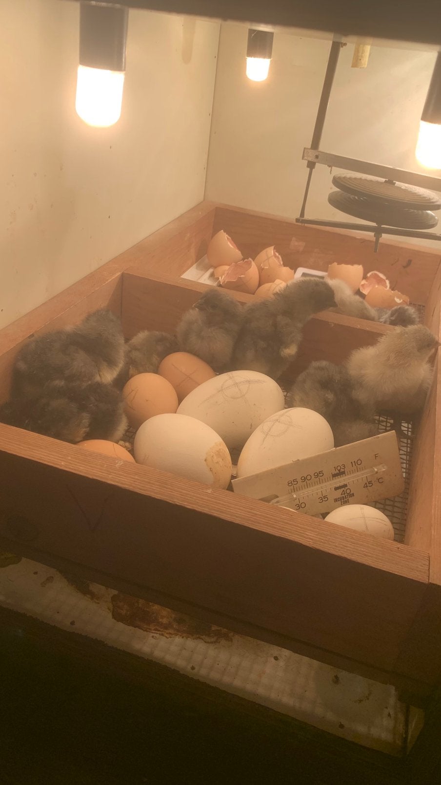Kuikens Jersey Giant, Dieren en Toebehoren, Pluimvee