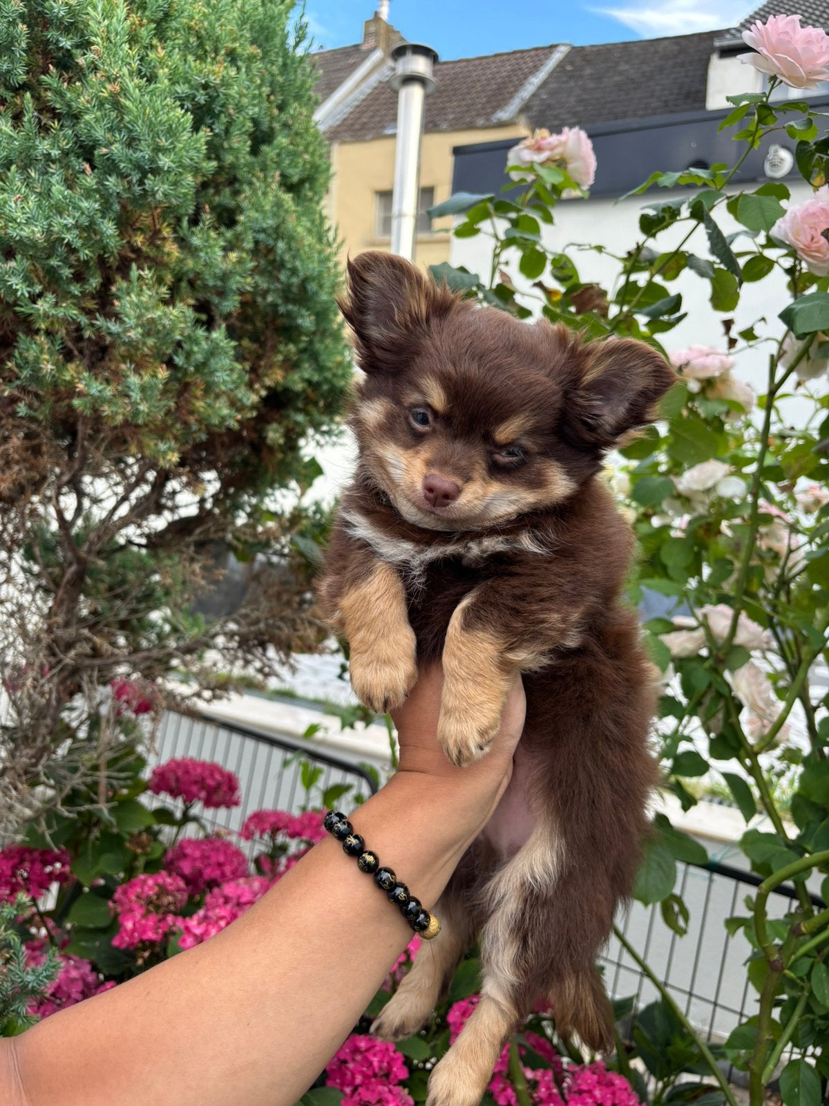 Chocotan pour chiots Chihuahua, Chien (mâle), Hépatite contagieuse (maladie de Rubarth), Belgique, 8 à 15 semaines