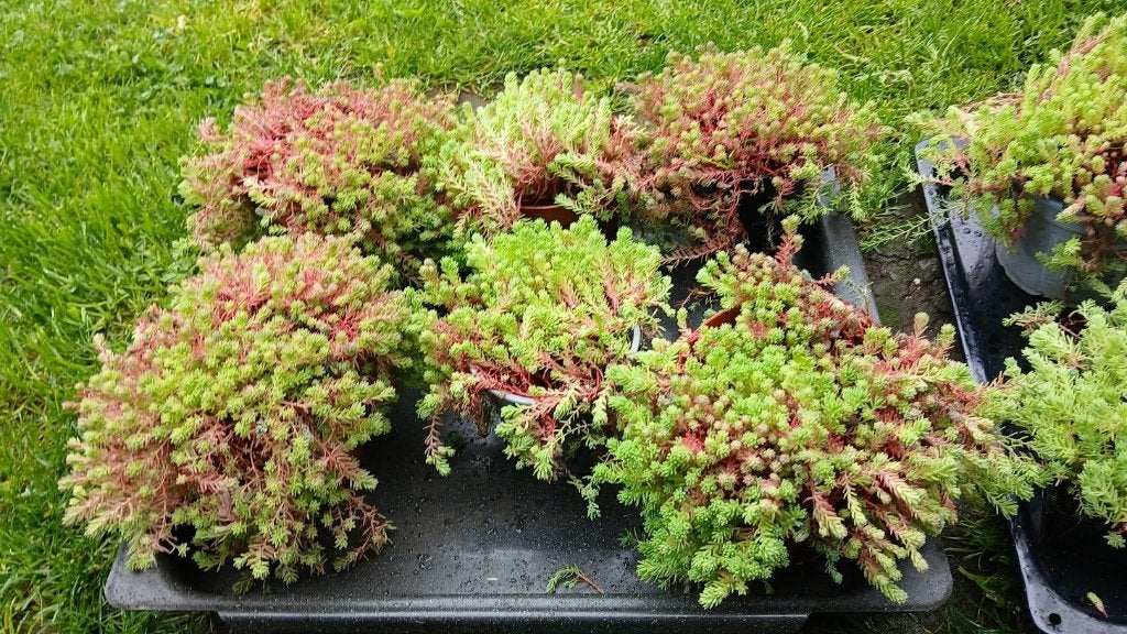 vetplantjes voor buiten, Tuin en Terras, Planten | Tuinplanten, Ophalen