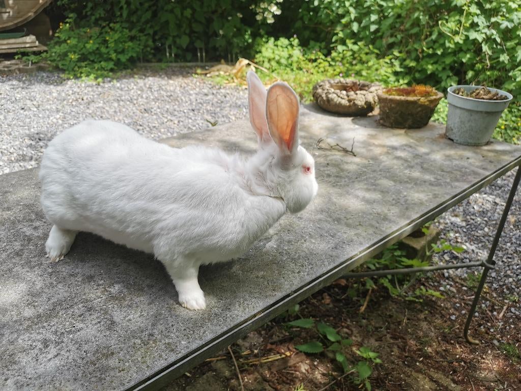 2 konijnen rammen: Vlinder en Witte van Dendermonde, Mâle, Grand, 0 à 2 ans
