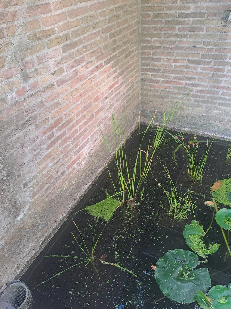 Vijverplant Typha angustifolia, Ophalen, Nieuw