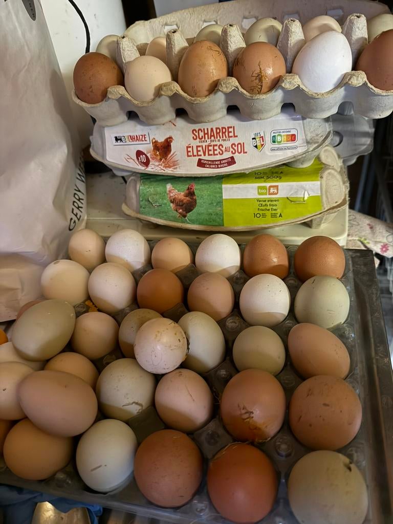 Œufs frais de poules élevées en liberté, Animaux & Accessoires, Enlèvement