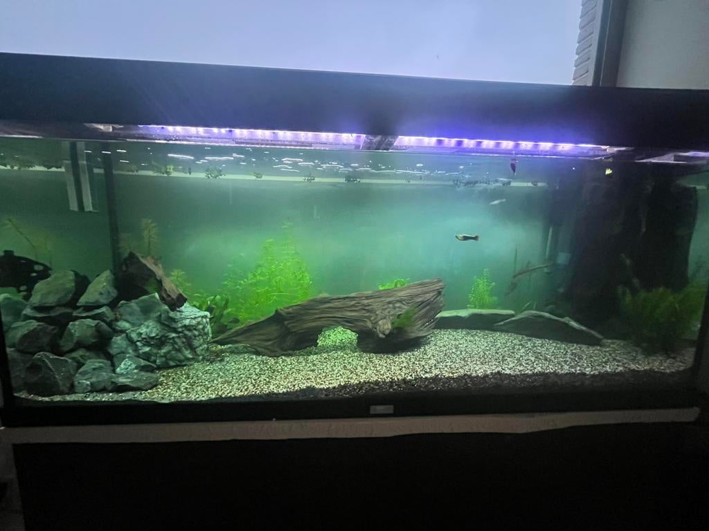 Aquarium + 2 eheim filters, Dieren en Toebehoren, Ophalen, Inclusief deksel, Eheim, Gevuld zoetwateraquarium