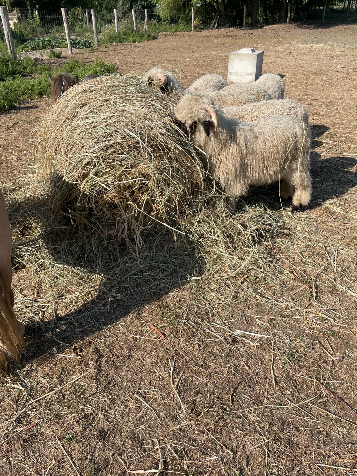 Walliser schwarznase schaap, Dieren en Toebehoren, Schapen, Geiten en Varkens, Schaap