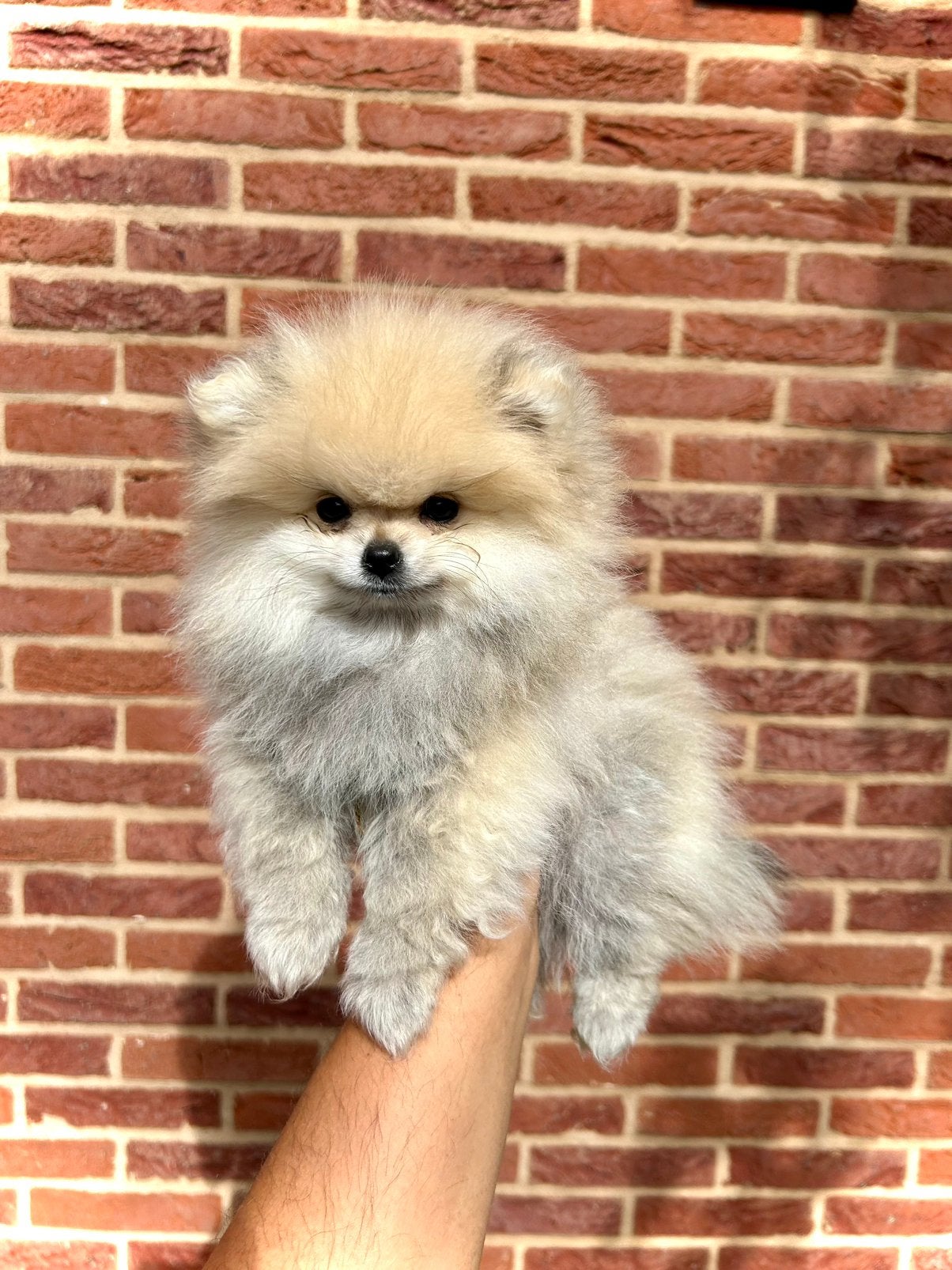 Pomeriaan teefje mini teacup, Dieren en Toebehoren, Ophalen
