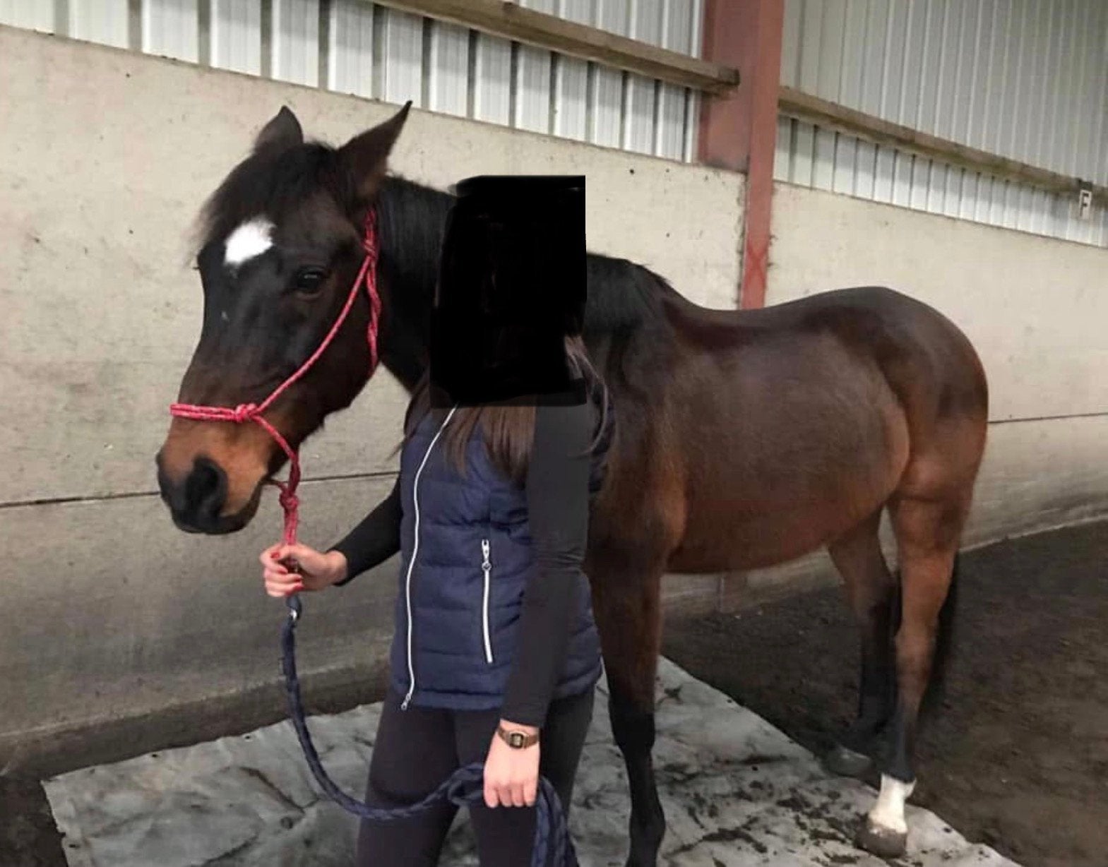 Très brave hongre, Dieren en Toebehoren, Paarden, Ruin, M