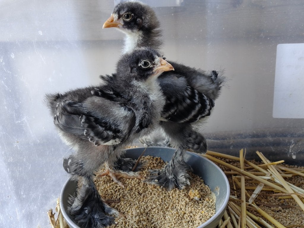 Poussins Brahma coucou (couple), Enlèvement