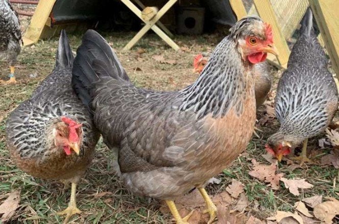 Kleurleggers: Marans, Araucana, Creamlegbar, Eurocana, Dieren en Toebehoren, Kip