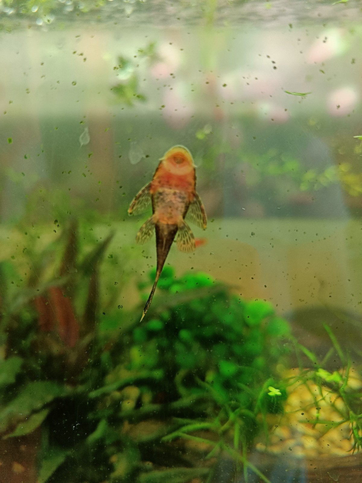 Pleco's