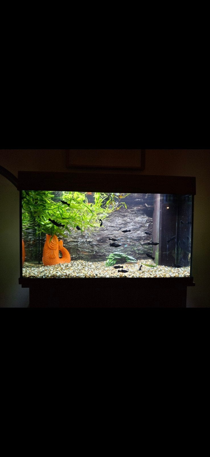 juwel aquarium met toebehoren, Enlèvement, Chauffage, Juwel
