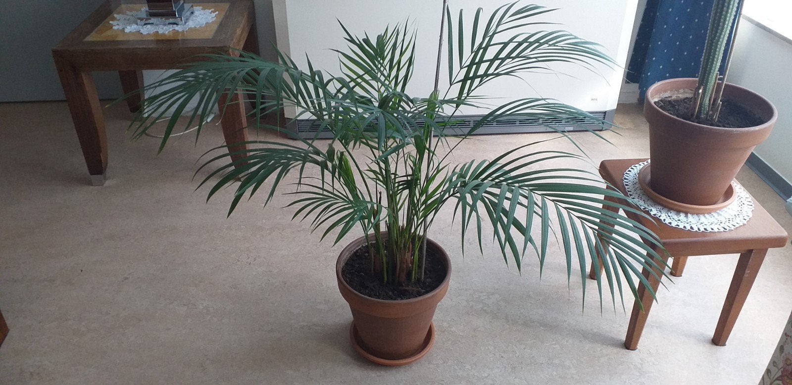 Palm plant in Terracotta pot van diameter 29 cm., Ophalen, Palm, In pot, Minder dan 100 cm