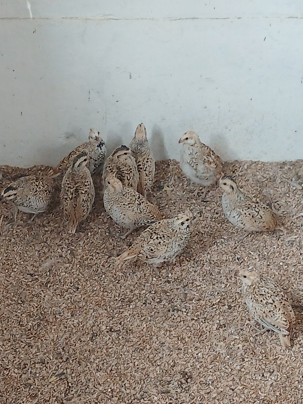 mexicaanse boomkwartels, Dieren en Toebehoren, Pluimvee