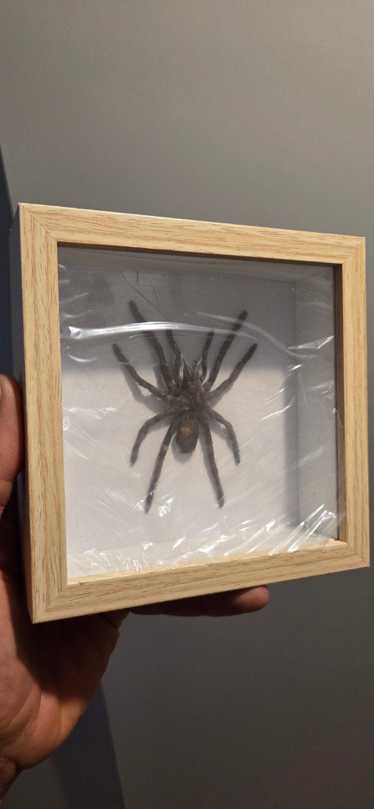 ingelijste spin - halloween, Ophalen