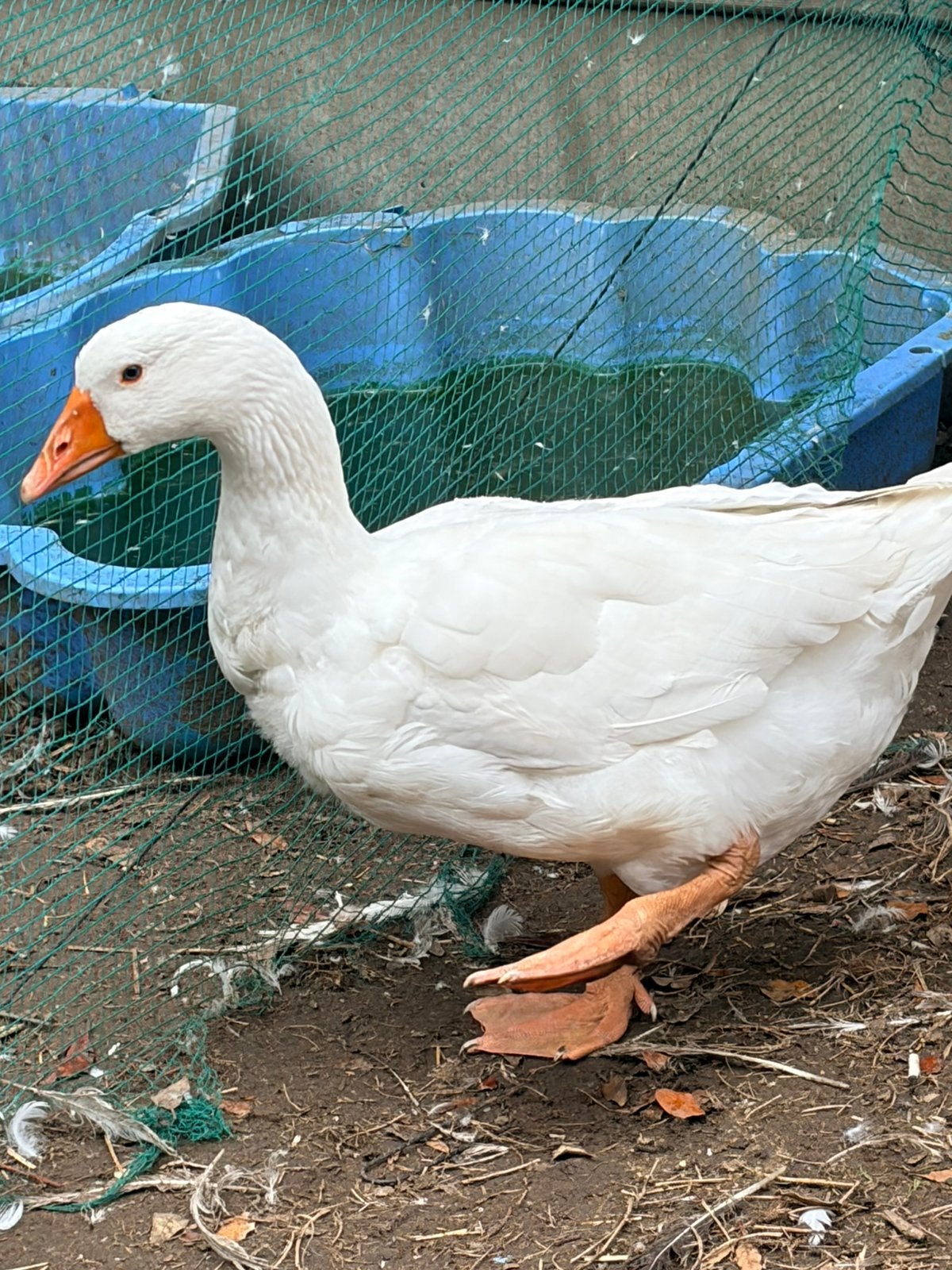 Tamme ganzen, Dieren en Toebehoren, Pluimvee, Meerdere dieren, Gans of Zwaan