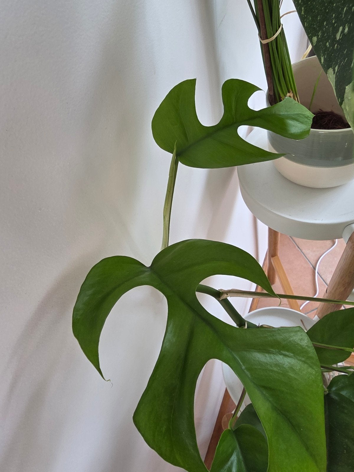 Monstera Minima, Autres espèces, En pot, Moins de 100 cm, Plante verte