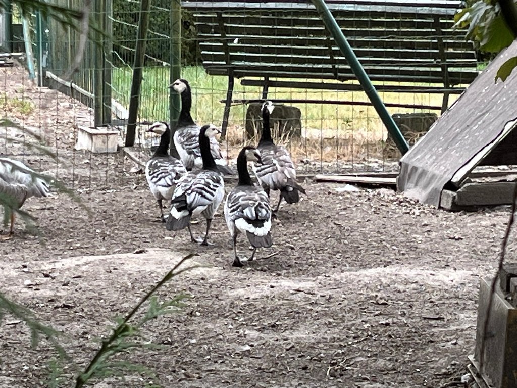 Brandgans, Animaux & Accessoires, Plusieurs animaux, Oie ou Cygne