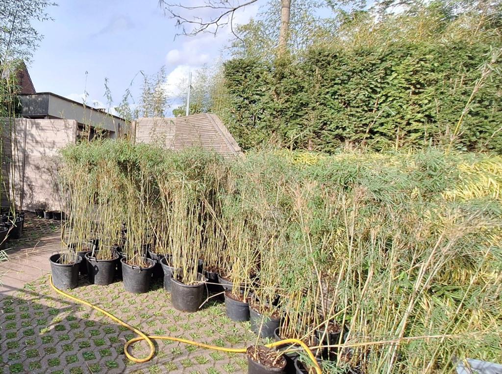 fargesia jiuzhaigou 10l 1.5m+ niet-woekerende bamboe, Jardin & Terrasse, Plantes | Arbustes & Haies, Enlèvement, Bambou, Haie