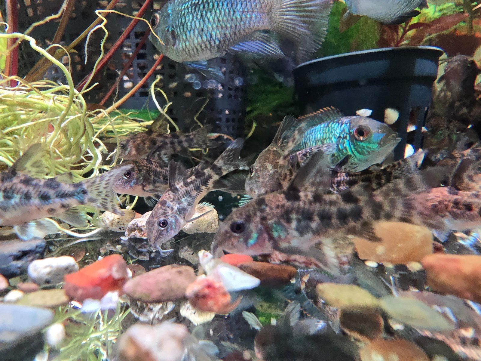 Corydoras paleatus