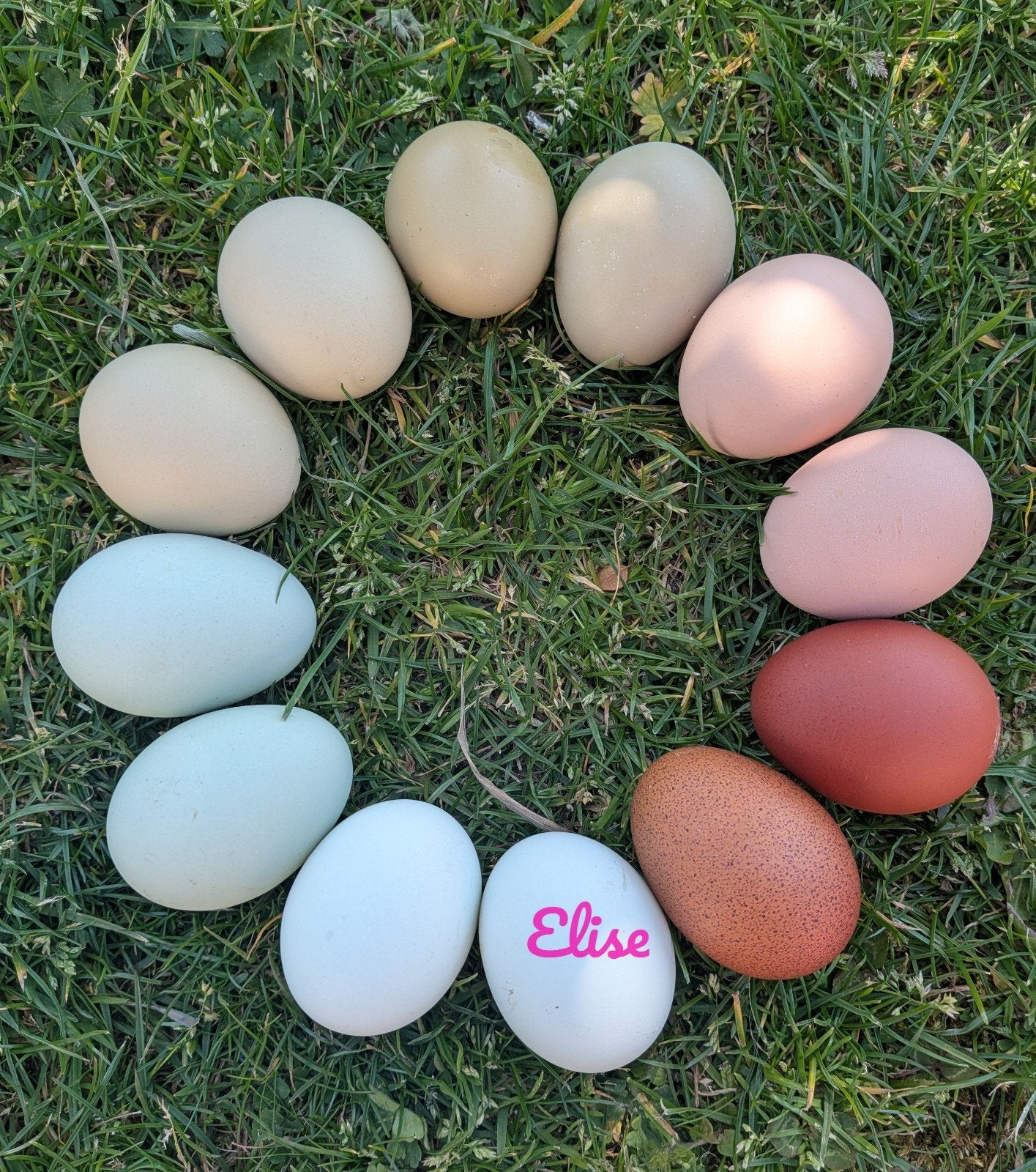 Broedeieren kleurleggers kippen olijfleggers easter eggers, Dieren en Toebehoren, Pluimvee, Kip