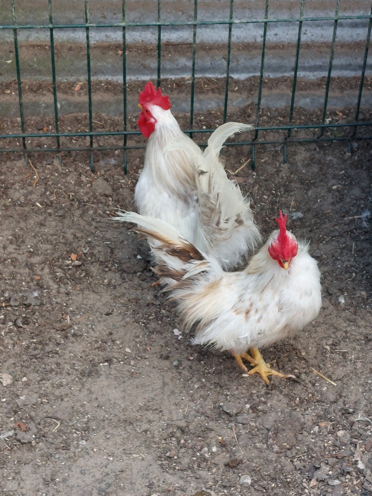 Serama zijdeveer haantjes en hennetjes 2025, Animaux & Accessoires, Volatiles