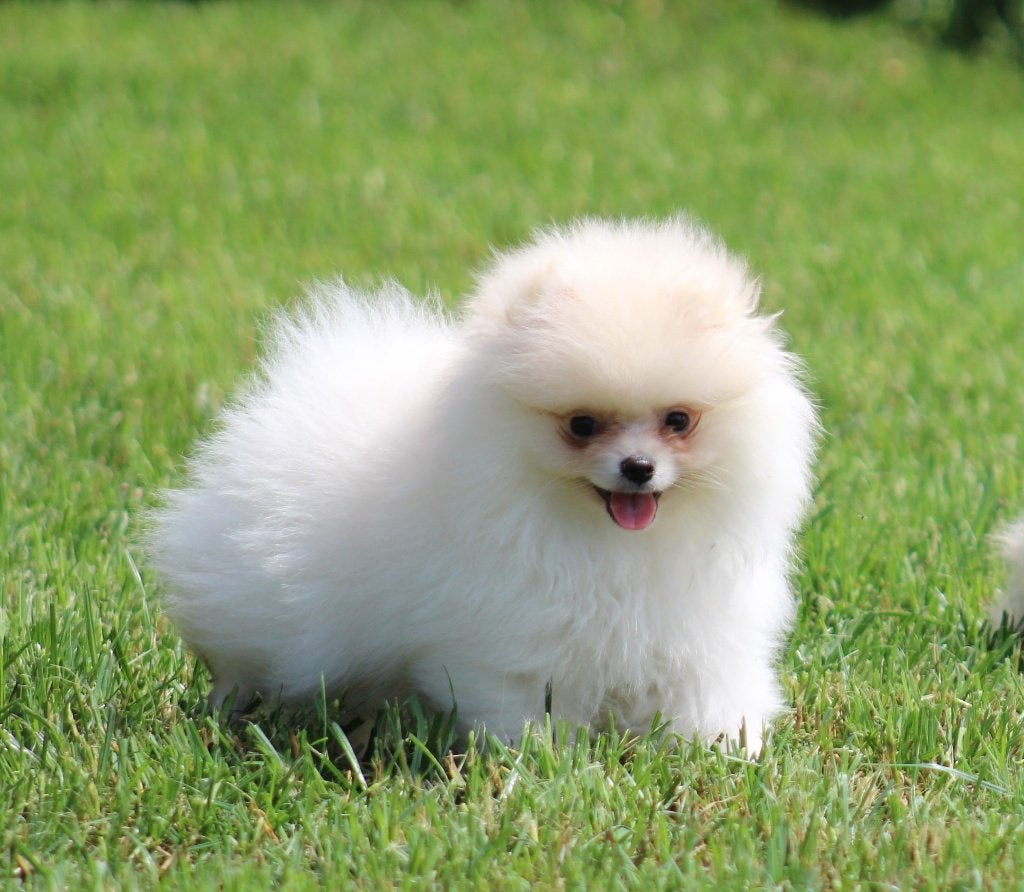 Pomeriaan pup, Parvo, België, Keeshond, Reu