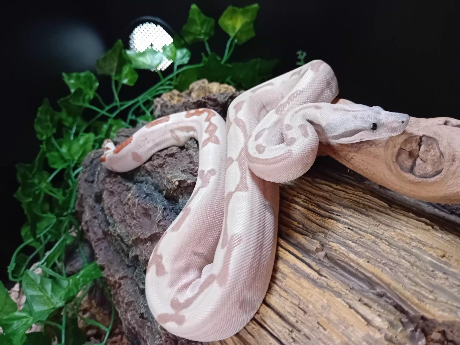 boa + terrarium, Dieren en Toebehoren, Slang, Met terrarium, 0 tot 2 jaar