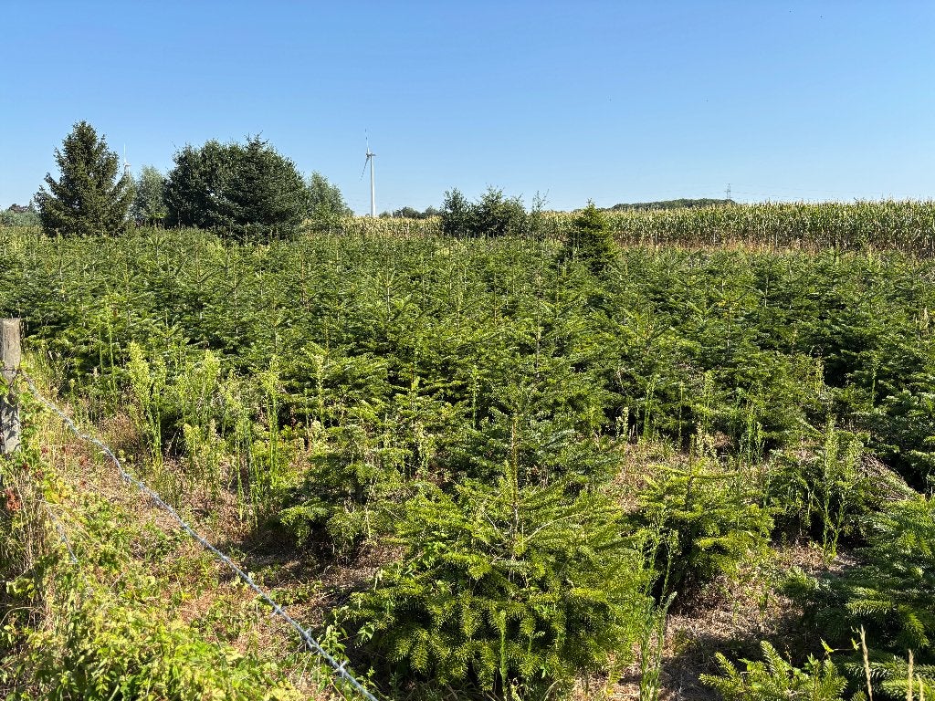 kerstbomen Nordman en omorika, Tuin en Terras, Ophalen, Overige soorten