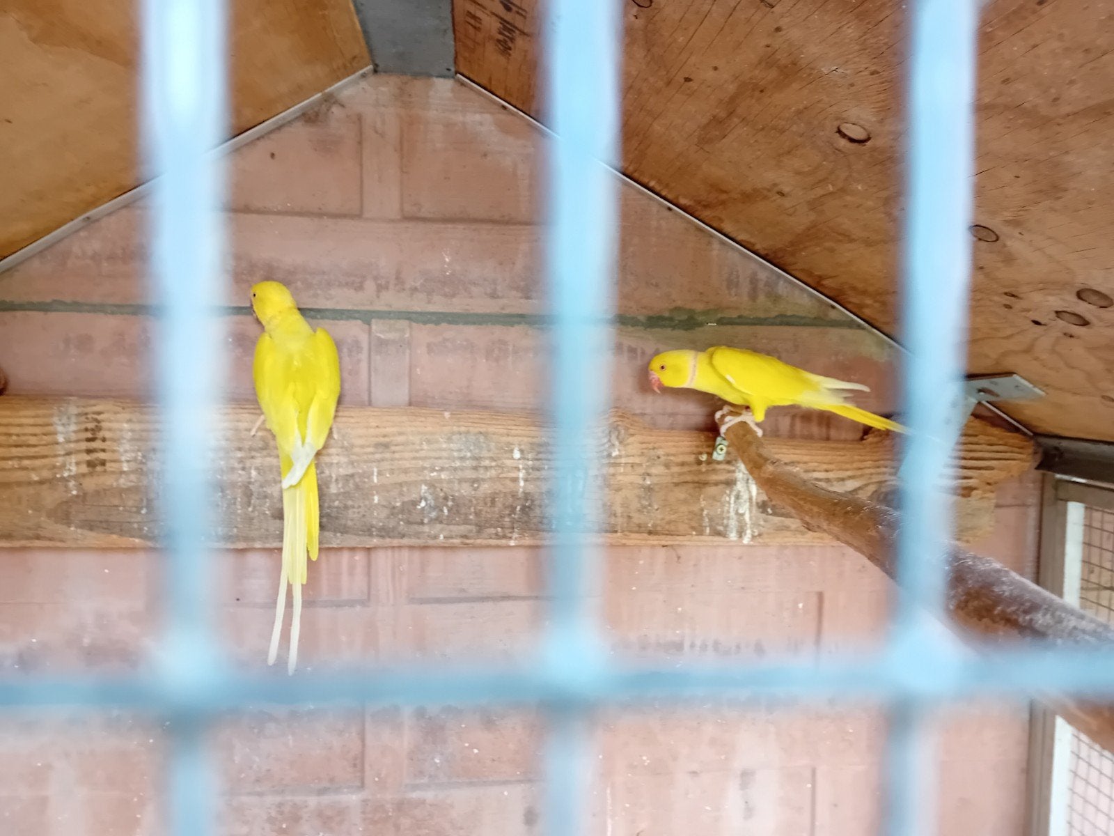 3 kweekkoppels Halsband parkieten, Geringd