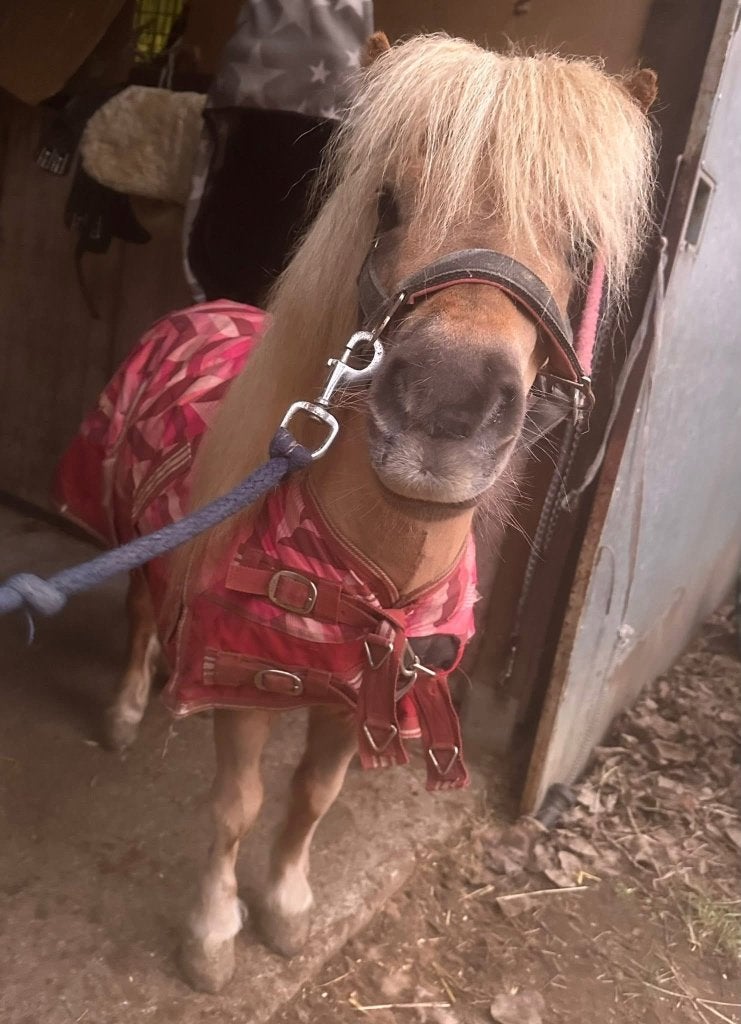 Halve stal voor shetland pony, Dieren en Toebehoren