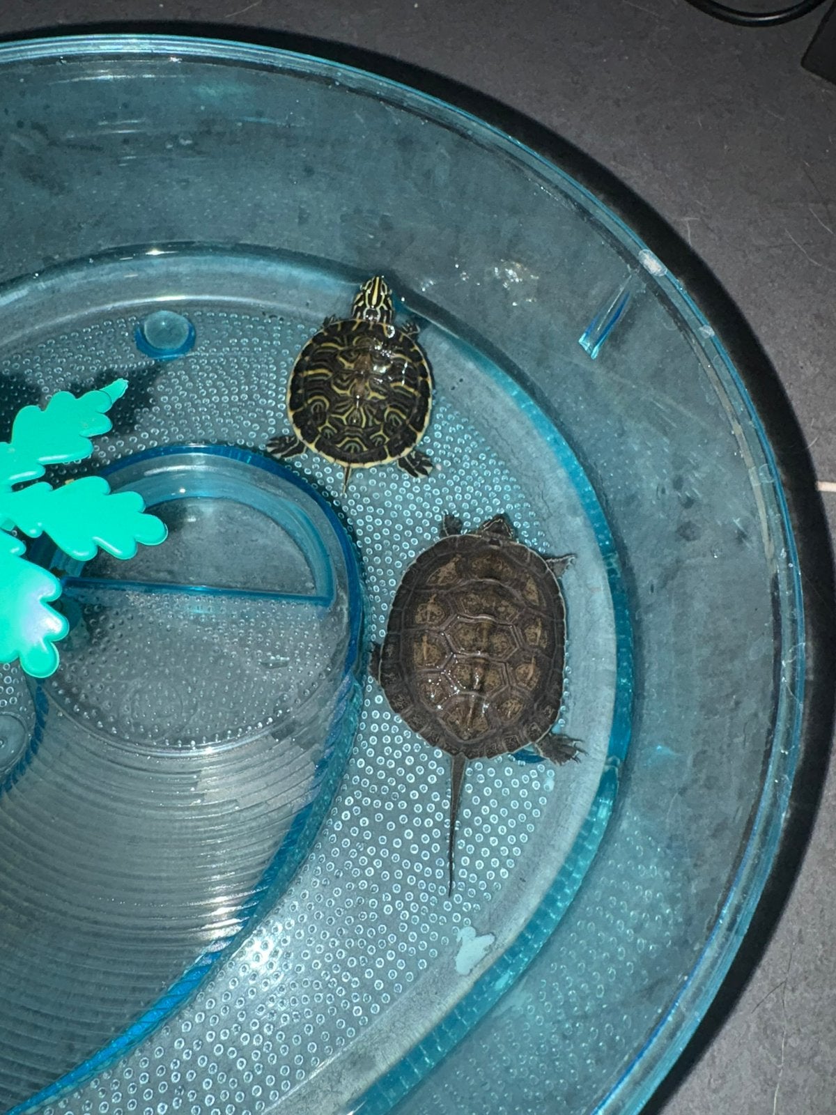2 Schildpadden te koop, Dieren en Toebehoren, Februari, Vrouwelijk
