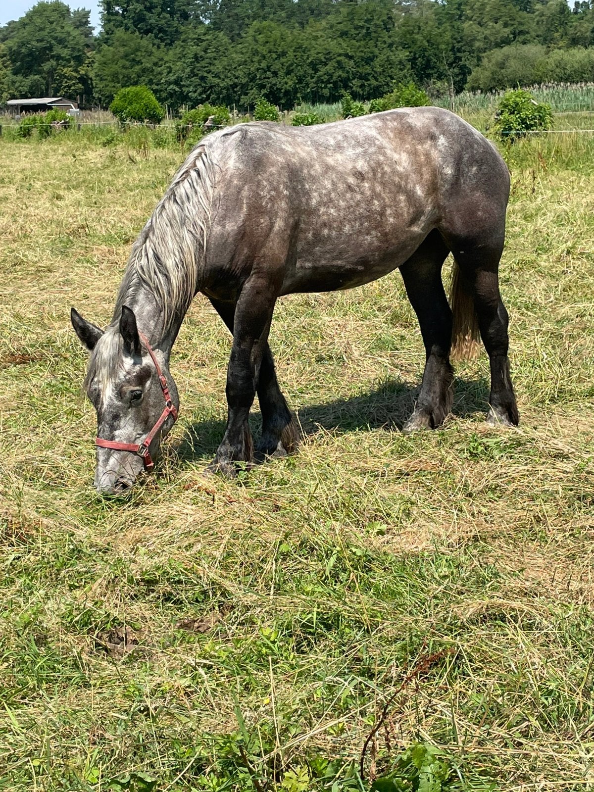 Trekpaard percheron, Dieren en Toebehoren, Paarden, Merrie, Onbeleerd