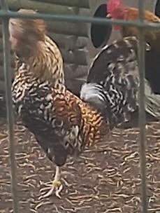 Prachtige geel koekoek Padua kriel haan, Dieren en Toebehoren, Pluimvee, Mannelijk, Kip