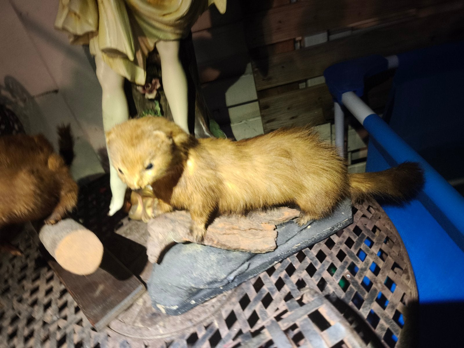 taxidermie, December