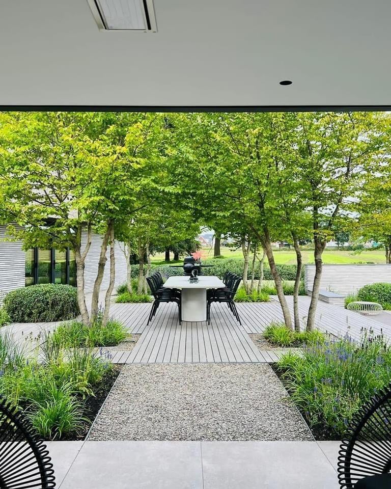 DAKBOMEN - PARASOLBOMEN voor tuin en terras, Tuin en Terras, Planten | Tuinplanten, Ophalen