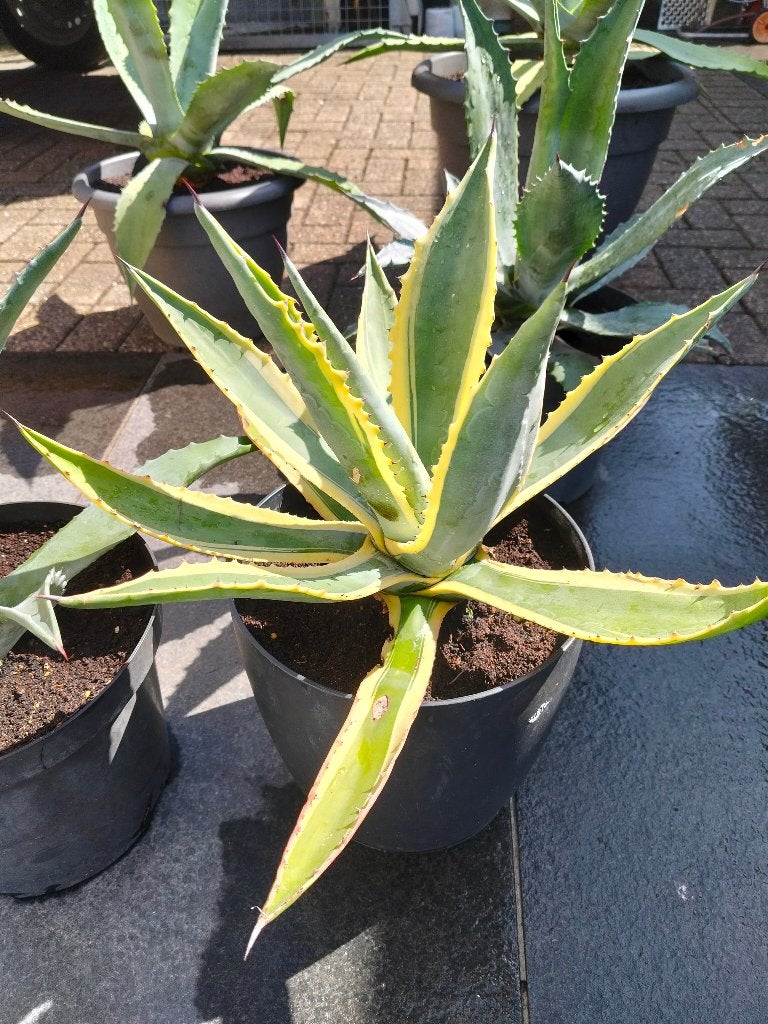 Aloe Vera plant per grootte en prijs, Tuin en Terras, Planten | Tuinplanten, Volle zon, Vaste plant, Zomer, Ophalen