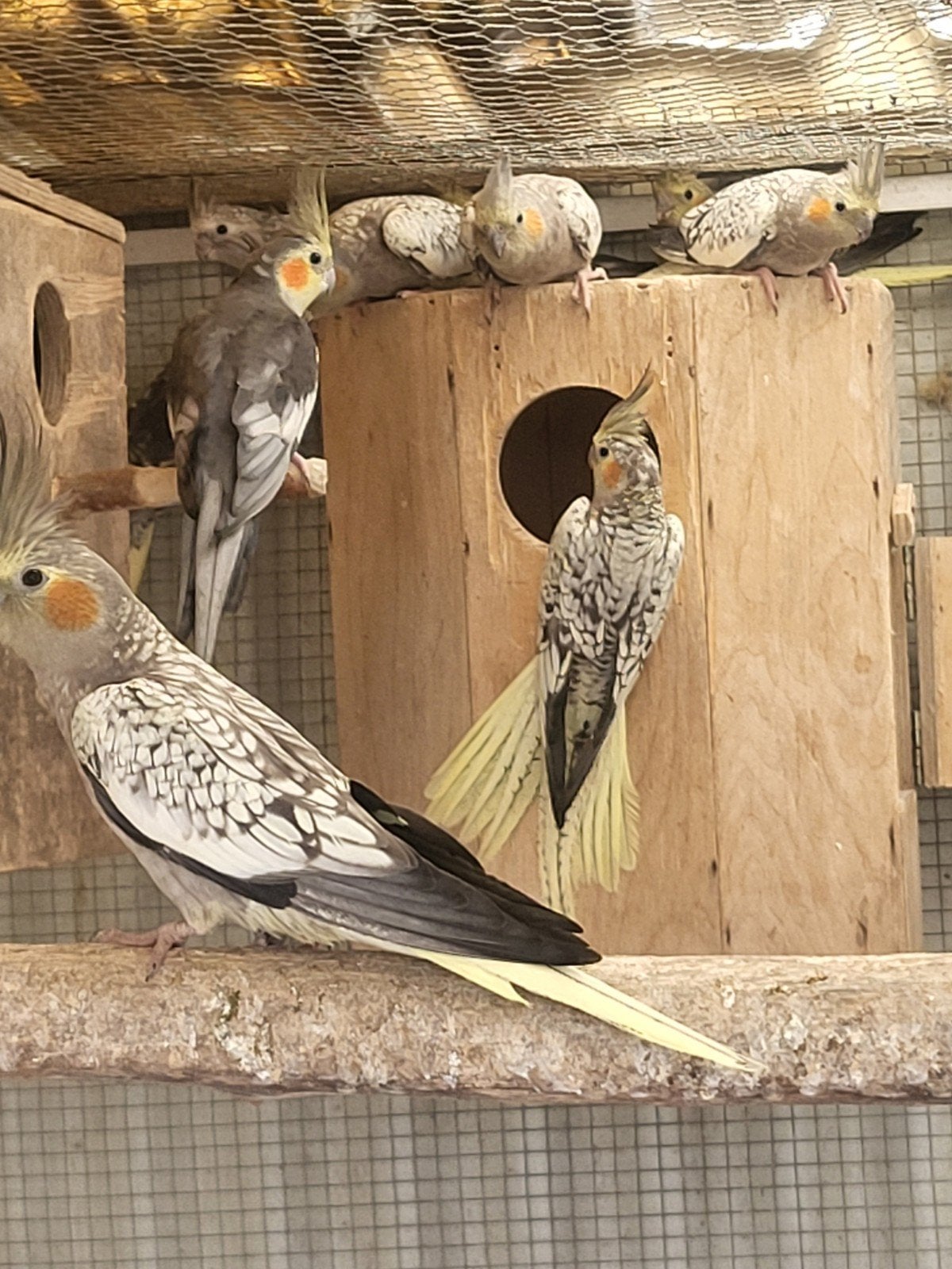 Valkparkieten, Dieren en Toebehoren