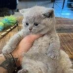 Brits korthaar kitten stamboom-kampioenenlijn, Chat, Avec puce électronique, 0 à 2 ans