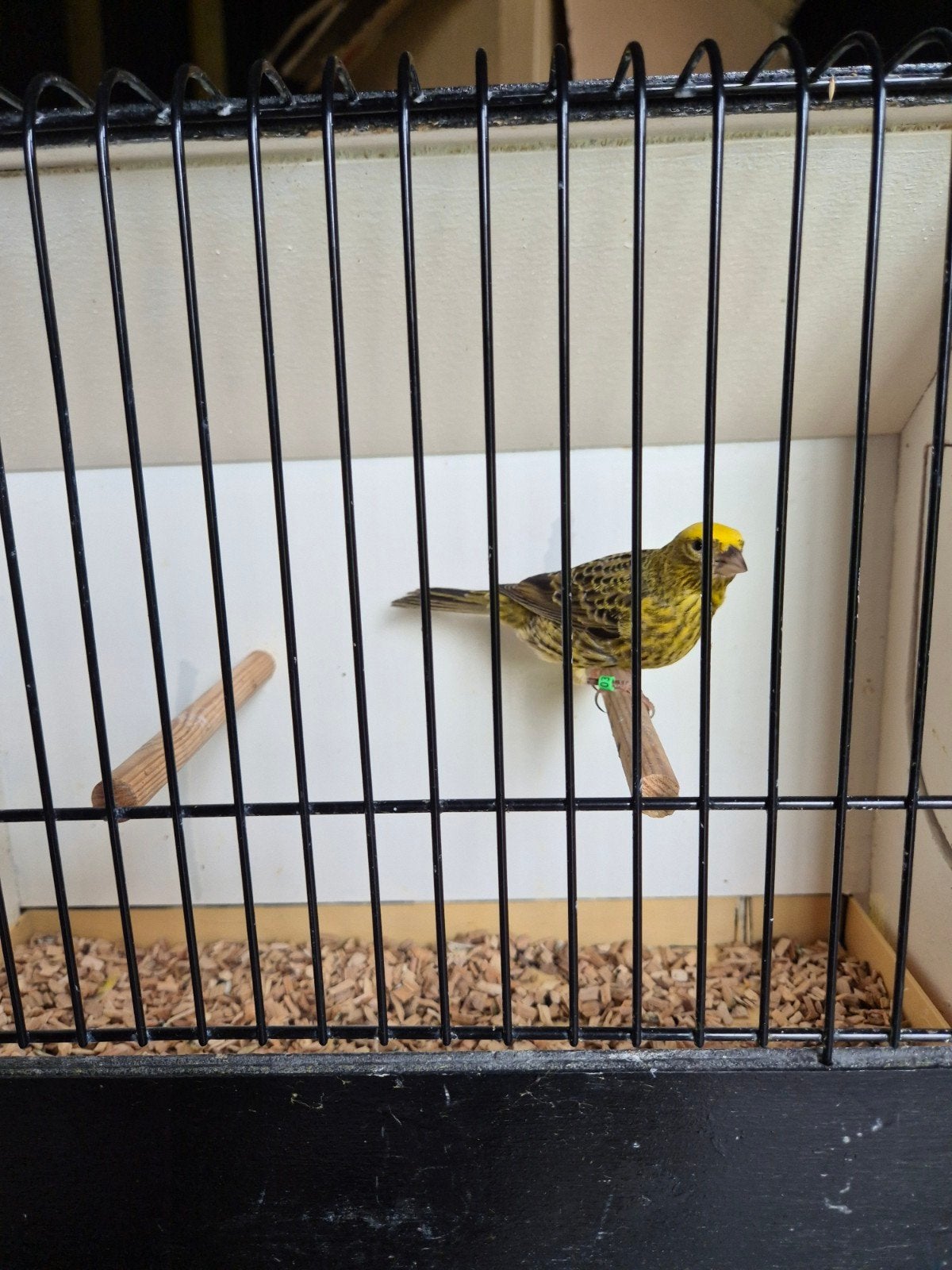 lizards, Dieren en Toebehoren, Geslacht onbekend, Postuurkanarie