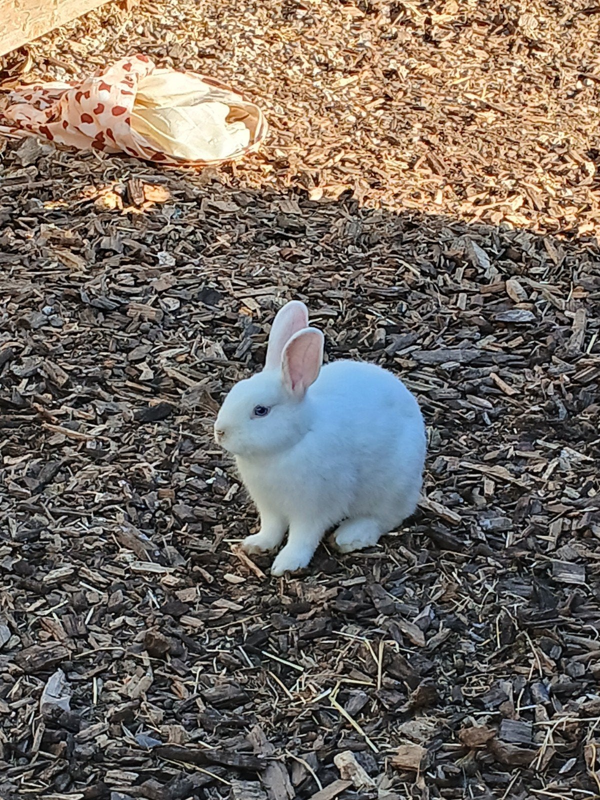 Dwergkonijn wit (man), Mâle, Nain, 0 à 2 ans