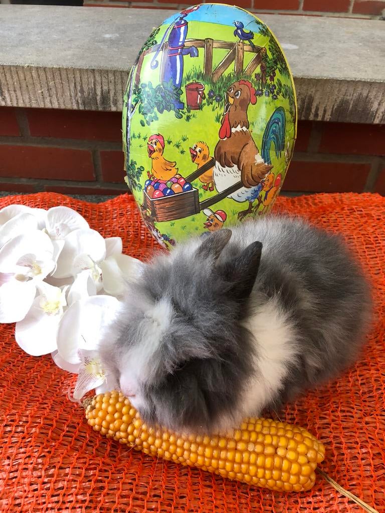 Dwerg konijnen konijn konijntjes paaskonijntjes, Meerdere dieren, Dwerg, Hangoor, 0 tot 2 jaar
