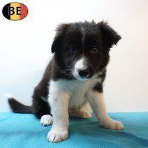 Border Collie - Chiots pleins de joie de vivre à vendre, Commerçant, Chien (mâle), Belgique, 8 à 15 semaines